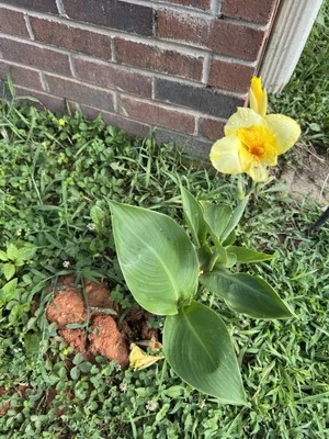 4 Bulbs Canna Lilly Bulbs Yellow Canna Orange Speckled Throat Medium Height 3ft — 第 1/4 张图片