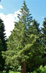 EASTERN RED CEDAR TREES 1' EVERGREEN JUNIPER REAL LIVE PLANTS CONIFER SAPLING - Picture 1 of 2