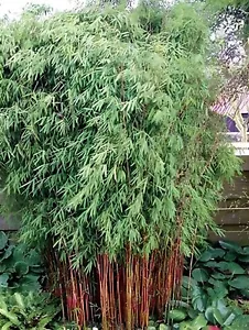 1 x Fargesia jiuzhaigou ‚Genf' 60-80cm XXL Topf (Bambus) C5 TOP SORTE FÜR HECKE - Bild 1 von 8