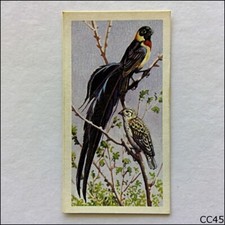 Brooke Bond Tea Card Tropical Birds 1961 #10 Paradise Whydah (CC45)