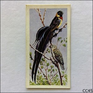 Brooke Bond Tea Card Tropical Birds 1961 #10 Paradise Whydah (CC45)