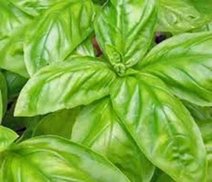 BASIL, ITALIAN LARGE LEAF, HEIRLOOM,  25+ SEEDS,GREAT HERB, SEED, GARDEN - Picture 1 of 1