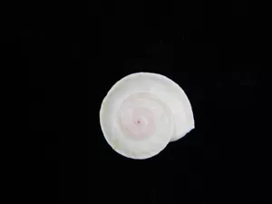 Land Snail Theba planata 19.7mm ID#8803 - Picture 1 of 3