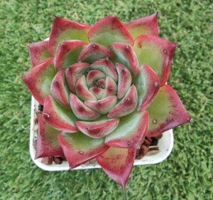 Echeveria Fire Pillar 9cm diameter - Picture 1 of 3
