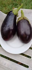 Alexandra Eggplant from Romania - Aubergine - 5+ seeds - Samen - So 107 - Picture 1 of 2