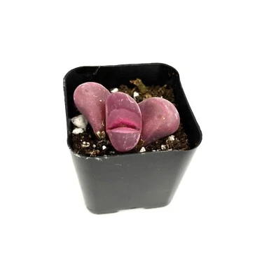 Lithops Optica Rubra Rare Succulents, 2" Pot - Image 1 of 3