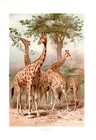 Giraffe Giraffen  (Giraffa)  Lithographie 1891   Afrika
