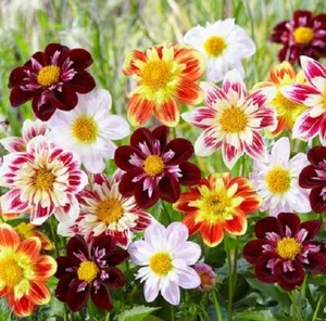 Dahlia Collerette gemischte Wertpackung x2 Knollen - Bild 1 von 1