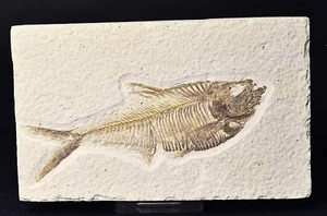 FÓSIL DE PEZ, DIPLOMYSTUS DENTATUS, GREEN RIVER FTM, EE. UU. F595 - Imagen 1 de 5