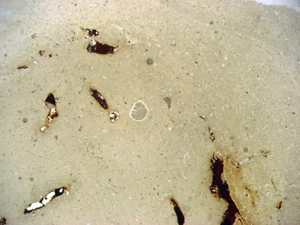 Triassic fossil thin section Bull Canyon dinosaur beds coprolite poop #1 - Foto 1 di 3