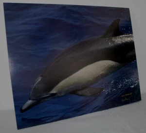 Dolphin Bow Riding "Sea Traveler" 16" x 20" Mounted Wildlife Photo by Kim Barry - Picture 1 of 6