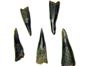 Montaje deslizante fósil de vertebrados - Pleistoceno Florida Lepisosteus gar diente de pez - Imagen 1 de 2