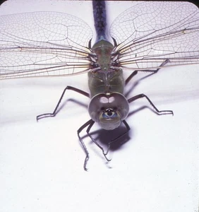 Vintage Stereo Realist Photo 3D Slide DRAGONFLY Macro - Bild 1 von 2