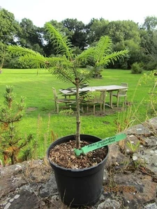 Abies chensiensis salouensis, Salween fir 40-50cm EXACT ITEM PHOTO - Picture 1 of 1