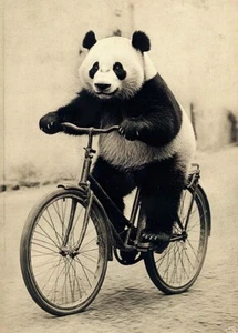 Panda Riding Bike #2 - Cute Funny Animals - Poster - Picture 1 of 5