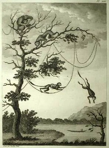 DIFFÉRENTS SINGES AU SURINAME, GUYANE HOLLANDAISE gravure de voyage 1798 - Imagen 1 de 3