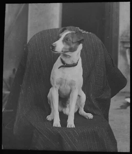 Photograph TERRIER DOG ON A CHAIR C1910 ANTIQUE Magic Lantern Slide - Picture 1 of 5