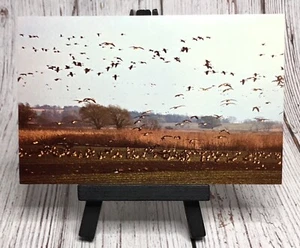 Horicon, WI Wisconsin, Horicon Marsh Canada Geese Habitat Vintage Postcard - Picture 1 of 4