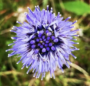 Blue Daisy Plants Flower Seeds - Garden Plant Seeds - LIMITED STOCK - Picture 1 of 1