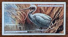 1924 John Player Natural History Cigarette Card - #35 Crested Pelican 