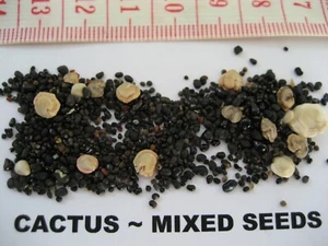 Mixed Cacti Seeds or Mixed Cacti and Succulent Seeds ~ 50 Seeds + 25 Free! - Picture 1 of 17