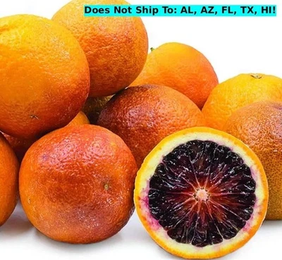 Moro Blood Semi-Dwarf Orange Tree in 1 Gal Pot Citrus Live Starter Plant Indoor - Image 1 of 4