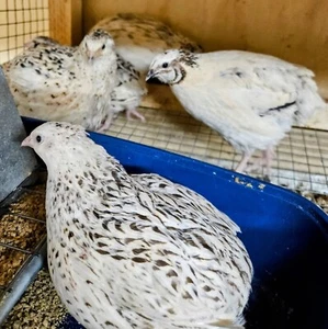 Quail Coturnix 24+- 12 Rare Pearl & 12 Texas A&M - Picture 1 of 11