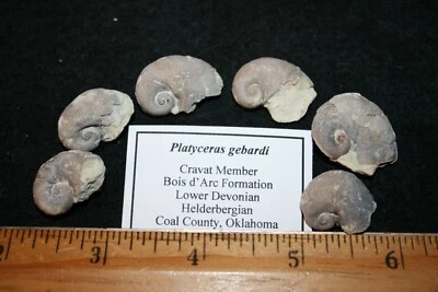 Devonian gastropod snail fossil - Platyceras gebardi Haragan Oklahoma 1/bid - Image 1 of 3