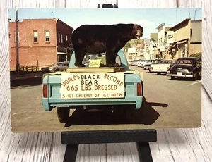 Postcard World's Record Black Bear Glidden Wisconsin  - Picture 1 of 4