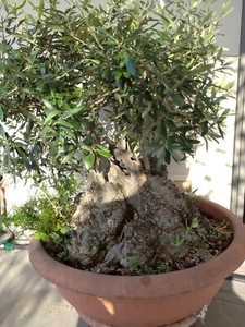 Bonsai Olivo Acquisti Online Su Ebay