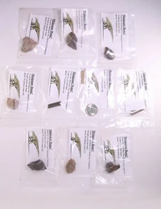 10 Gift Bags Fossil Dinosaur Maiasaura Cretaceous Montana 4307 - Picture 1 of 5