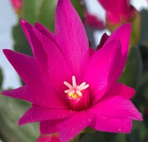 1x Hatiora Navajo Zygo Cactus Schlumbergera Cutting - Picture 1 of 3