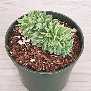 Succulent Plant - Echeveria : Blue Atoll Crestata - Live Plant In 4" Pot - Picture 1 of 3