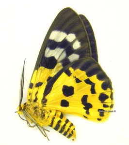 Mariposa/Geometridae sin montar - Dysphania militaris, MUJER, Tailandia - Imagen 1 de 1