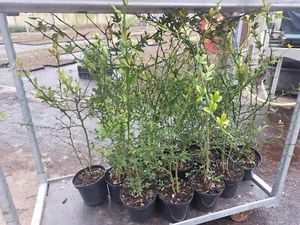 3x Dreiblättrige Orange Poncirus trifoliata ca.80-100 cm im Set winterhart Hecke - Bild 1 von 4