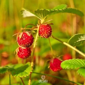 Fragaria viridis. Walderdbeeren frische Samen. Samen 30 Stück / 300 Stück - Bild 1 von 9