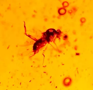 Lauxaniidenfliege mit Arbeiterameise in ROT Dominikanischer Bernstein Fossil Edelstein - Bild 1 von 9