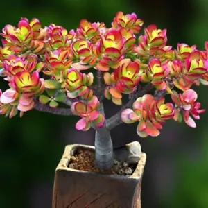 Crassula ovata 5cm diameter 🏵️ Cutting Succulent - Picture 1 of 3