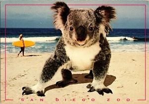 Postcard Koala Bear at the Beach San Diego Zoo California Phascolarctos cinereus - Picture 1 of 2