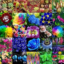 Various Flower Seeds Ideal Garden Potted Seed Rare Flower Plant Ornamental Decor