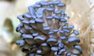 "Seeds "Mushroom Oyster Blue - Spores Organic - 20 gr - Picture 1 of 2