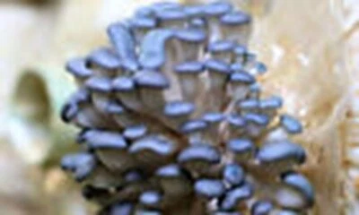 "Seeds "Mushroom Oyster Blue - Spores Organic - 20 gr - Image 1 of 2