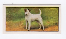 Barbers Tea Dog Card 1961. #15 Fox Terrier (Smooth haired)