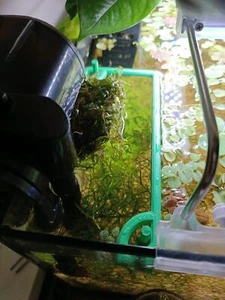 Single Floating Aquarium Plant Ring Portal Anchor Pin | Any Colour + Suction Cup - Picture 1 of 6