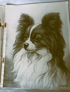 HUTCHINSONS DOG ENCYCLOPAEDIA MAGAZINE PART 35 PAPILLON PRINT BY SCOTT LANGLEY - Foto 1 di 7