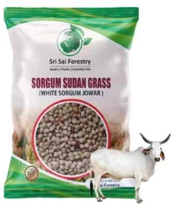 Sorgum Sudan Grass-Sudan Grass Animal Fodder Multi Cut Grass 100 gram seeb - Picture 1 of 4