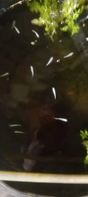 Platnium Blue Miyuki Medaka Rice Fish Eggs 20+ Fertilized - Image 1 of 4