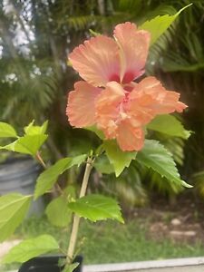 Tropical Perennial Hibiscus Hibiscus Plants & Seedlings for sale 