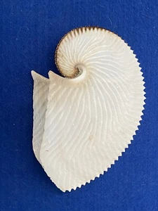Argonauta Argo Paper Nautilus Sea Shell - Picture 1 of 5
