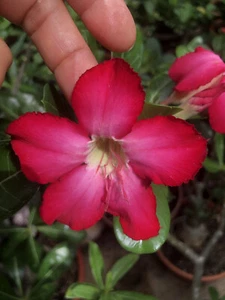 Adenium -Desert Rose Plant 6 Ys Old Plant Seedling Pink Color - Picture 1 of 4